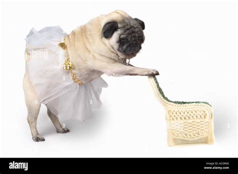 Dancing pug hi-res stock photography and images - Alamy