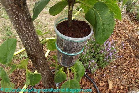 Propagaci N De Plantas Mediante Un Acodo A Reo Portalfruticola