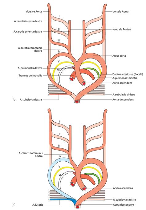 Anatomie Der Gef E Und Operative Zugangswege Springerlink