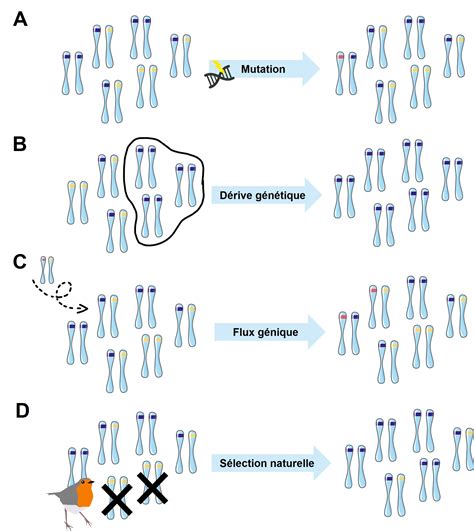 3 Les quatre forces évolutives Écophysiologie évolutive