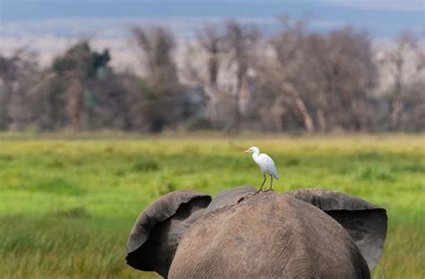 Discover The Birds Of Kenya Africa