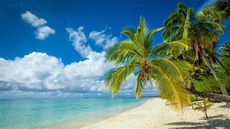 X Resolution Coconut Tree Nature Landscape Tropical