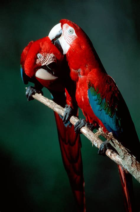 Bir004 00001 Joel Sartore