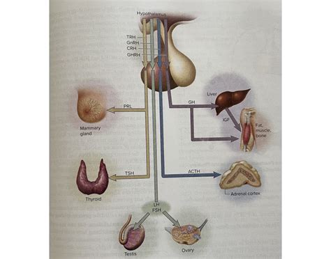Hypothalmo-Pituitary-Target Organ Relationships Quiz