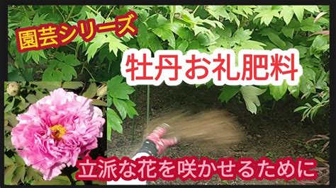 【牡丹のお礼肥料】花殻摘みの後は木を育てる【園芸シリーズ】 Youtube