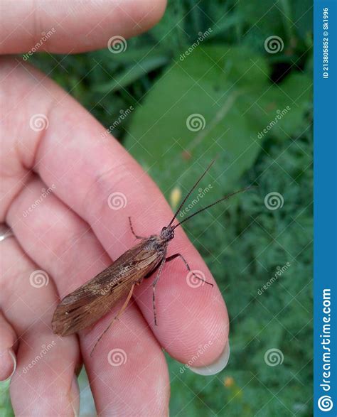 Caddis Fly Trichoptera Sp Adult Insect Imago Royalty Free Stock