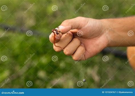 Gancho De Pesca Con La Lombriz De Tierra En Las Manos Masculinas Imagen