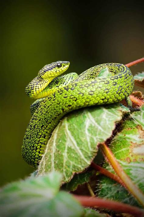 Snake Removal 101: How To Keep Snakes Out Of Your Garden - 1001 Gardens