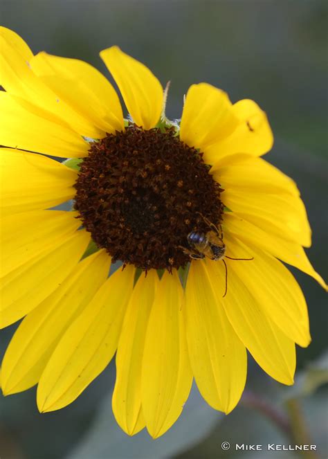 How To Start Caring About Pollinators A Guide For Iowans Prairie