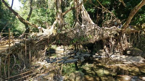 A Guide to Meghalaya: The Land of Clouds | Trekbible