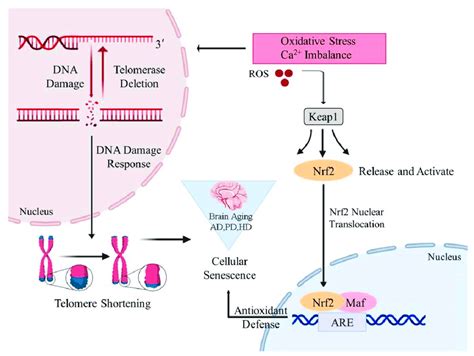 Possible Triggers Of Brain Aging Oxidative Stress And Ca Imbalance