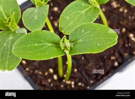 Plántula De Pepino Fotografías E Imágenes De Alta Resolución Alamy