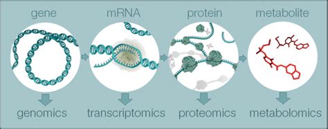 What Is Metabolomics Metabolomics