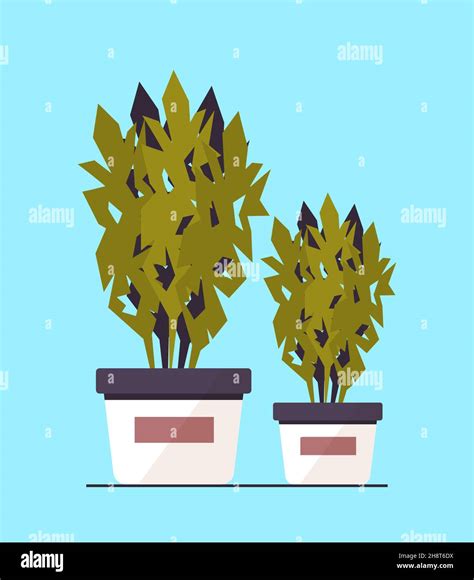 Potted Plants Icon Planting Greenhouse Botanical Garden Concept Stock