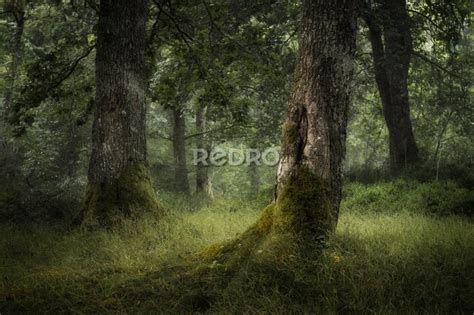 Fototapete Eichenwald in Schottland nach Maß myredro de