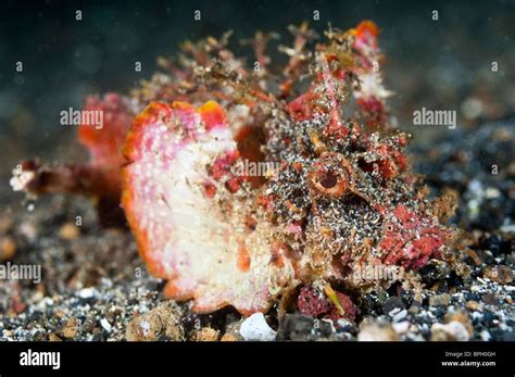 Devil Scorpionfish Lembeh Strait Sulawesi Indonesia Stock Photo Alamy