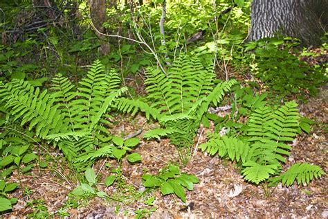 Minnesota Seasons Interrupted Fern