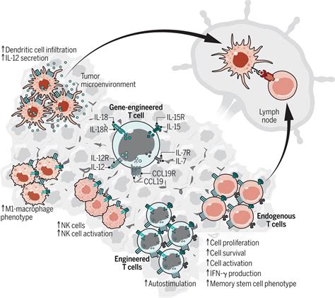 Supercharging Adoptive T Cell Therapy To Overcome Solid Tumorinduced