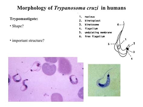 Leishmania And Trypanosoma