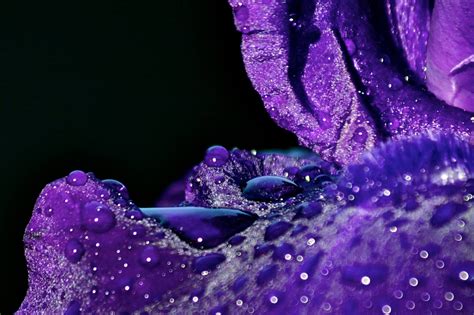 Our World in Color: Purple (PHOTOS) | The Weather Channel 