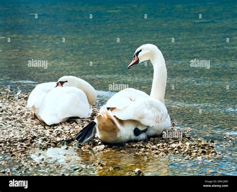 swans pair  summer lake stock photo alamy