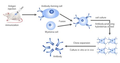 choose monoclonal antibody technology  definitive guide cusabio