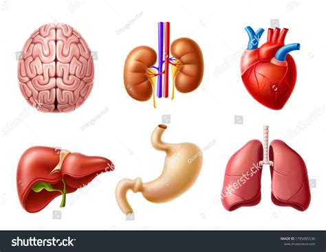 Vektor Stok Vector Human Body Anatomy Internal Organs Tanpa Royalti