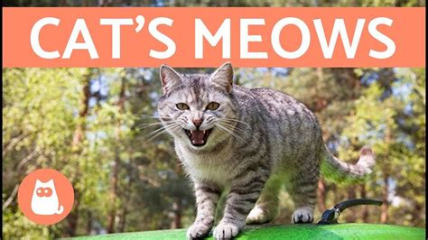 Cats Meows And What They Mean Pet News Live