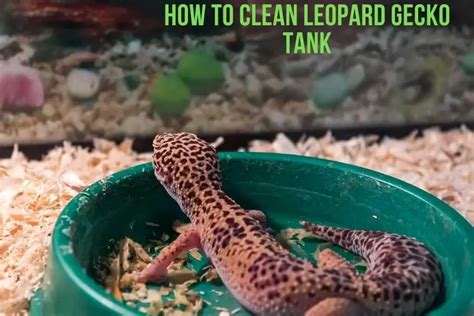 When And How To Clean Leopard Gecko Tanks The Right Way