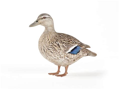 Duck 3d Model