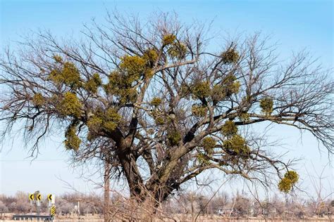 How To Grow Mistletoe Gardeners Path