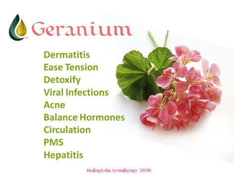 Health Benefits Of Geranium Essential Oil Healing Essential Oils