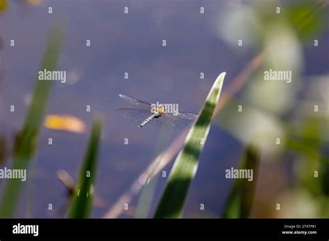 Posterior View Of A Male Migrant Hawker Aeshna Mixta Dragonfly In