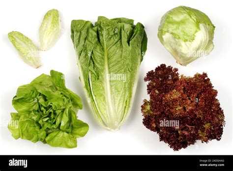 Lettuce varieties. Five different types of lettuce. The varieties are ...