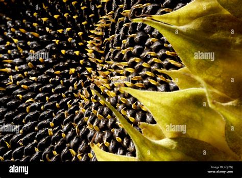 Sunflower Seed Head High Resolution Stock Photography And Images Alamy