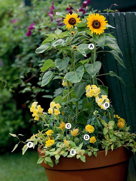 Privacy on the deck using plants | In the Woods near Skyline Drive