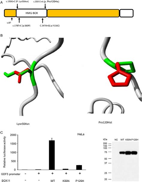 SOX11 Variants Identi Fi Ed In The Current Study A Schematic Diagram