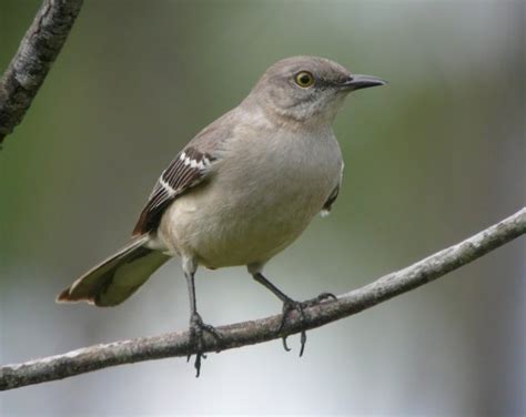 Northern Mockingbird - Facts, Habitat, Nesting, Diet, & Pictures