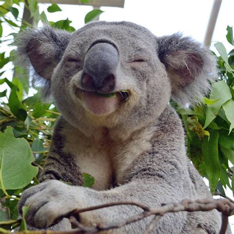 An eating koala is a happy koala! : koalas