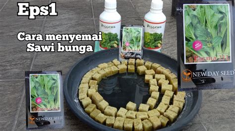 Cara Menyemai Sawi Bunga Menggunakan Nutrisi Vagemix Dengan Media