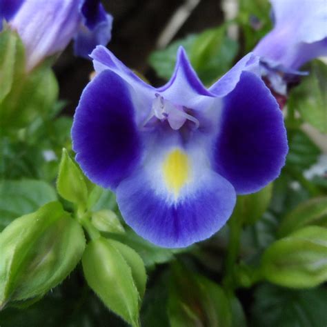 CATALINA® Midnight Blue Torenia - Garden Crossings