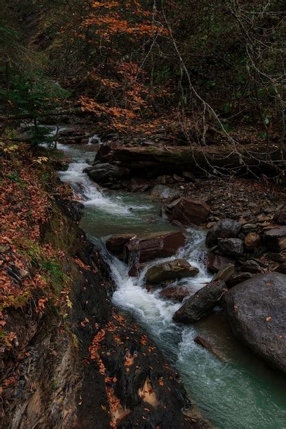 Premium Photo River Deep In Mountain Forest Nature Composition