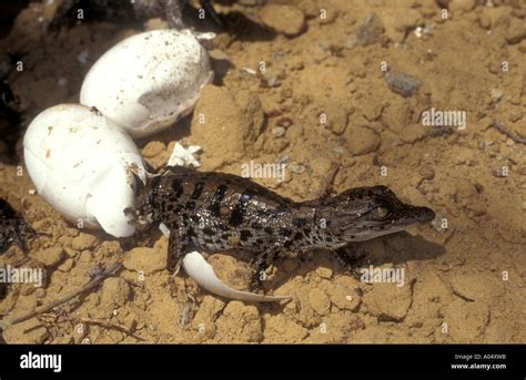 Baby Crocodile Hatching