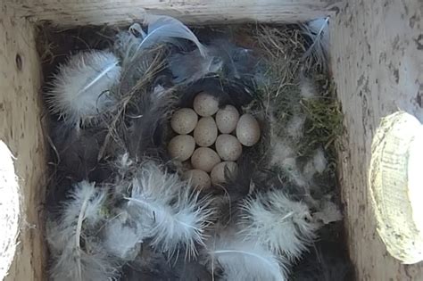 Vom Nestbau Bis Zum Ausfliegen Nabu Mauer