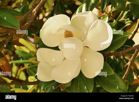 The Flowering Tree Of The Magnolia Grandiflora Also Known As The