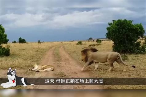 一头母狮正睡觉，雄狮偷偷跑过来，一口咬在了母狮身上雄狮