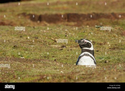 Magellanic Penguin (Spheniscus magellanicus) at its nesting colony in ...