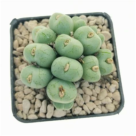 Conophytum Uviforme Giromagi Cactus And Succulents