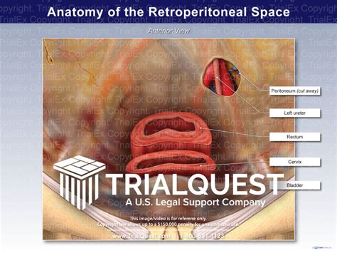 Retroperitoneal Organs