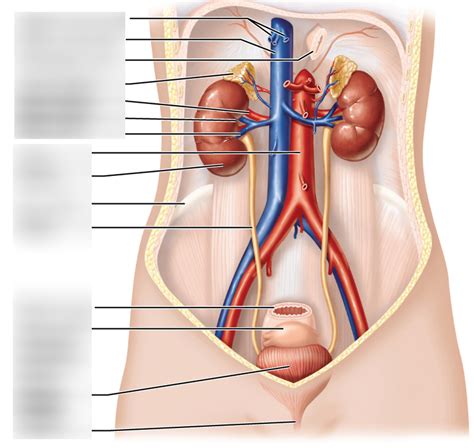 Organs Of Urinary System Diagram Quizlet